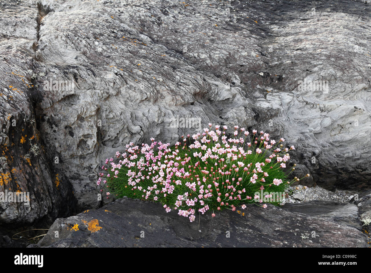 La parsimonia, mare-rosa (Armeria maritima) su roccia, penisola di Beara, Cork, Repubblica di Irlanda, Isole britanniche, Europa Foto Stock