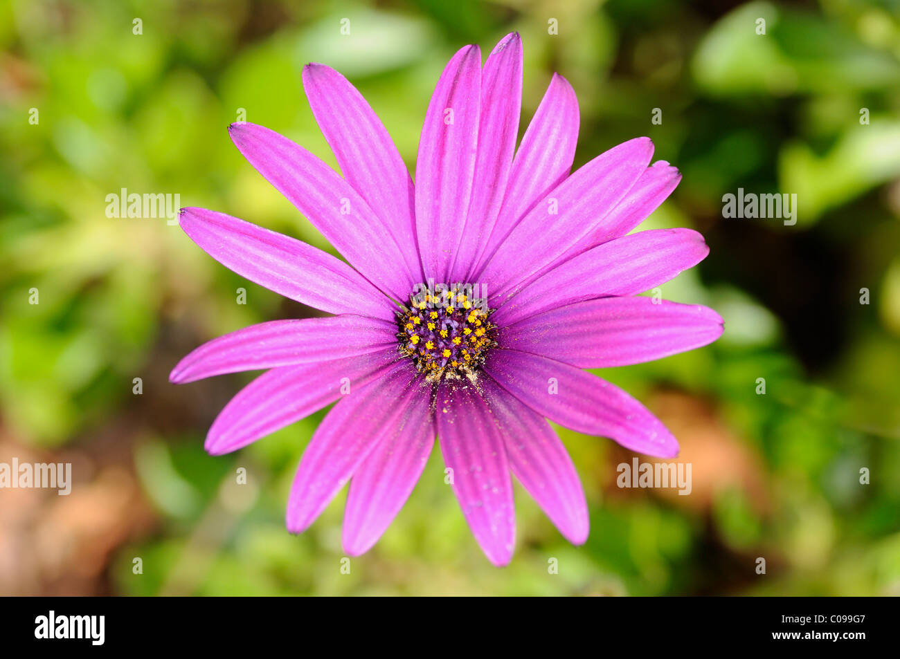 Dimorphotheca jucunda, Namaqualand, Sud Africa Foto Stock