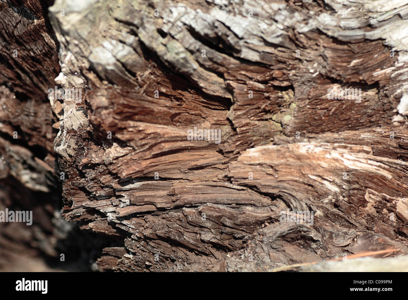 Silicified log di un Cipresso (Taxodium sp.), circa 30 milioni di anni Foto Stock