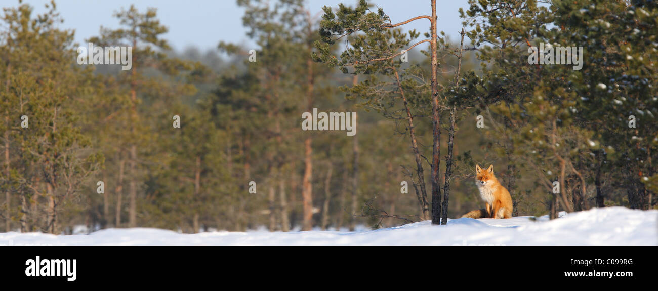 Panoramica del rosso selvatico volpe (Vulpes vulpes) seduta nella palude foresta. Foto Stock