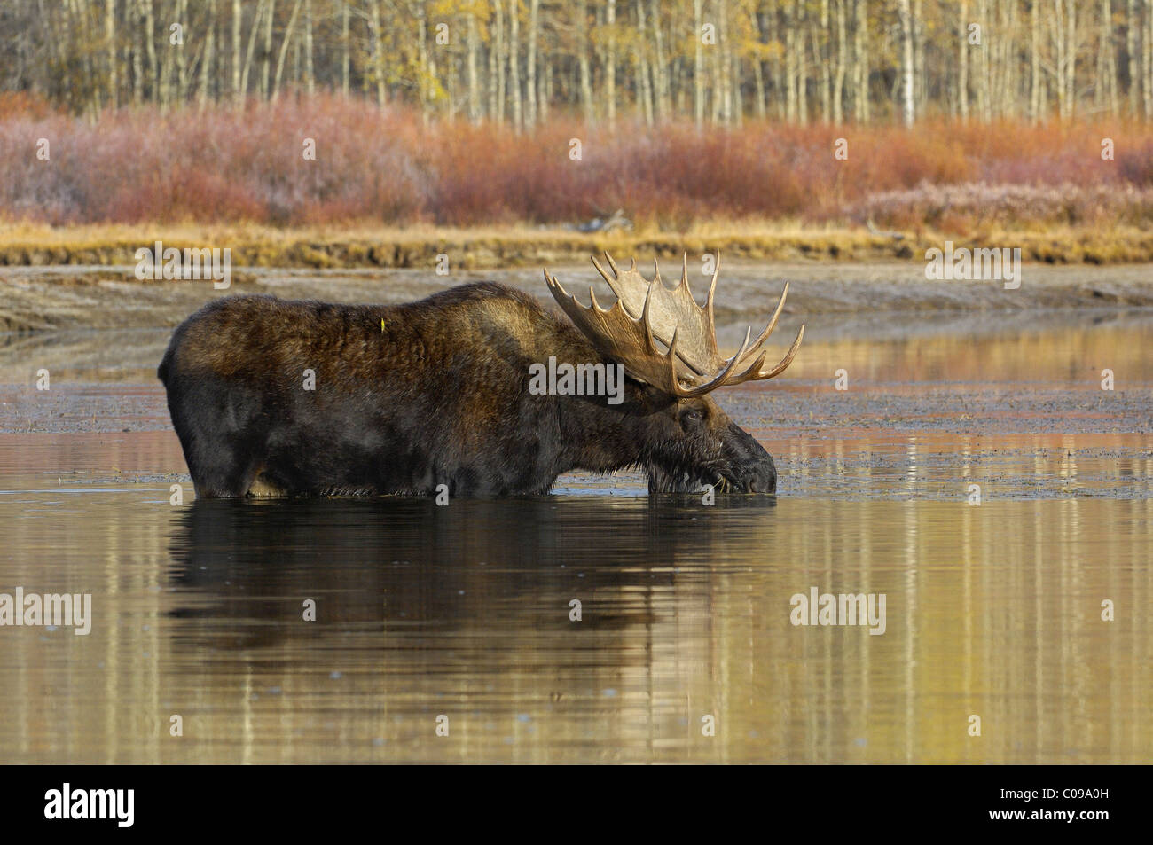 Bull Moose bere dal Fiume Snake nel Parco Nazionale di Grand Teton. Foto Stock