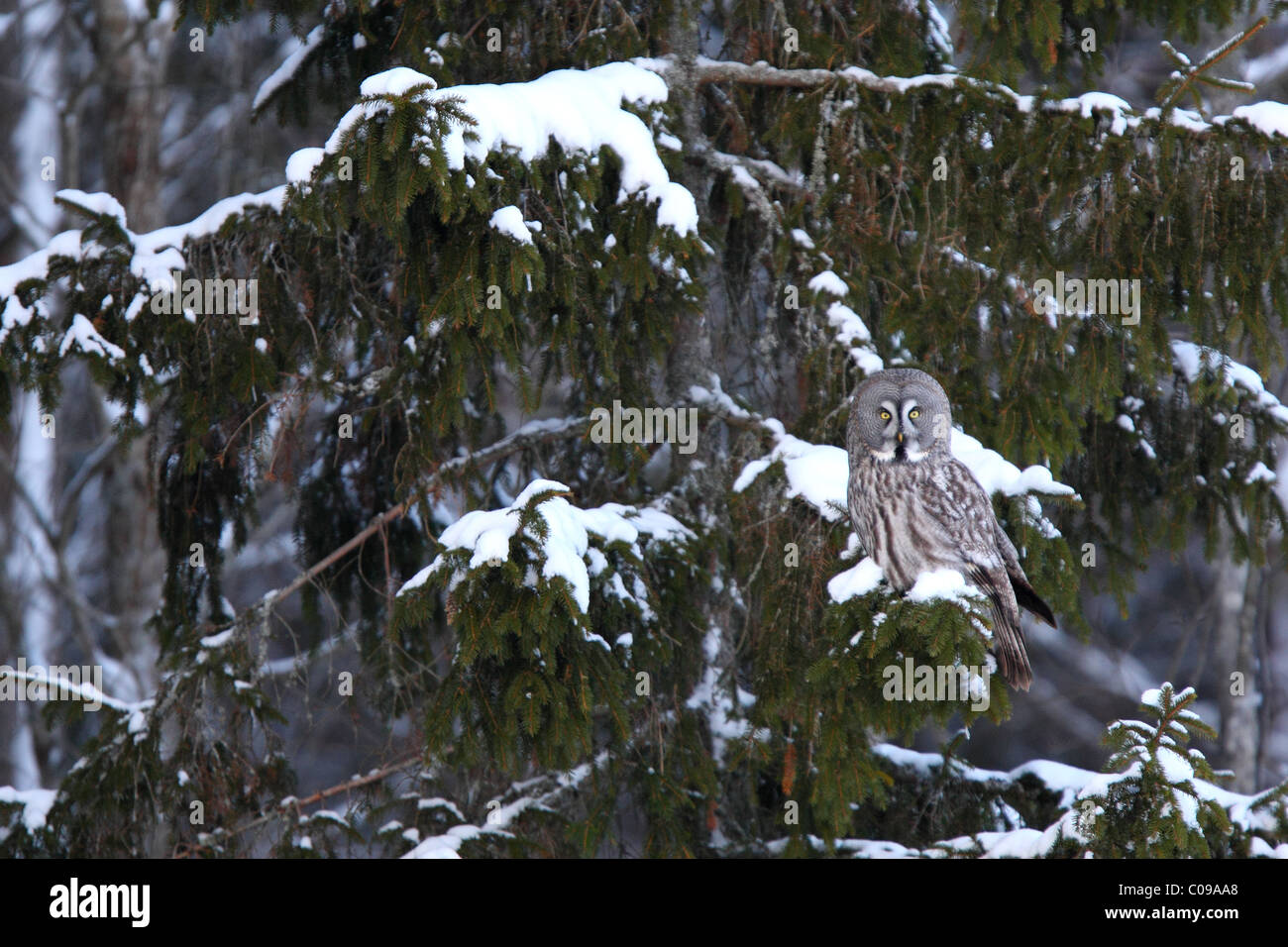 Grande Grigio Allocco (Strix nebulosa) adulto appollaiato sulla coperta di neve abete. L'Europa, Estonia Foto Stock