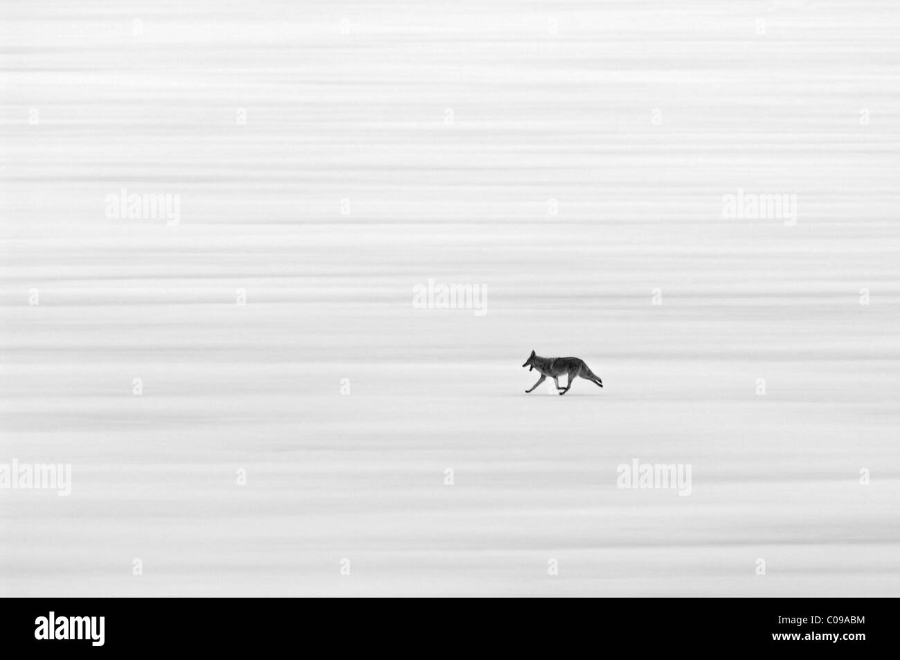 Coyote coraggioso Foto Stock
