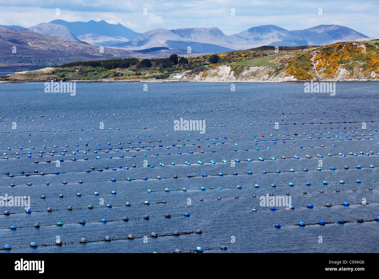 La molluschicoltura in Kilmakilloge Harbour, penisola di Beara, nella contea di Kerry, Irlanda Isole britanniche, Europa Foto Stock