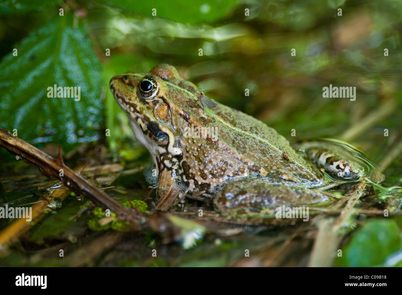 Rana di palude (Pelophylax ridibundus o Rana ridibunda), Parco Nazionale di Krka, aeibenik-Knin, Croazia, Europa Foto Stock