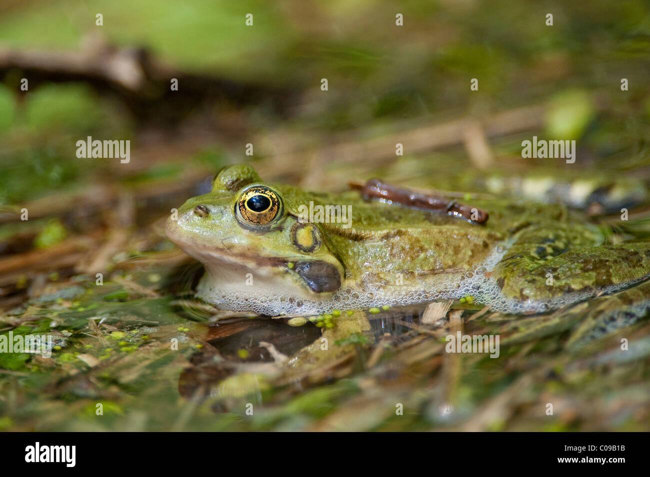 Rana di palude (Pelophylax ridibundus o Rana ridibunda), Parco Nazionale di Krka, aeibenik-Knin, Croazia, Europa Foto Stock