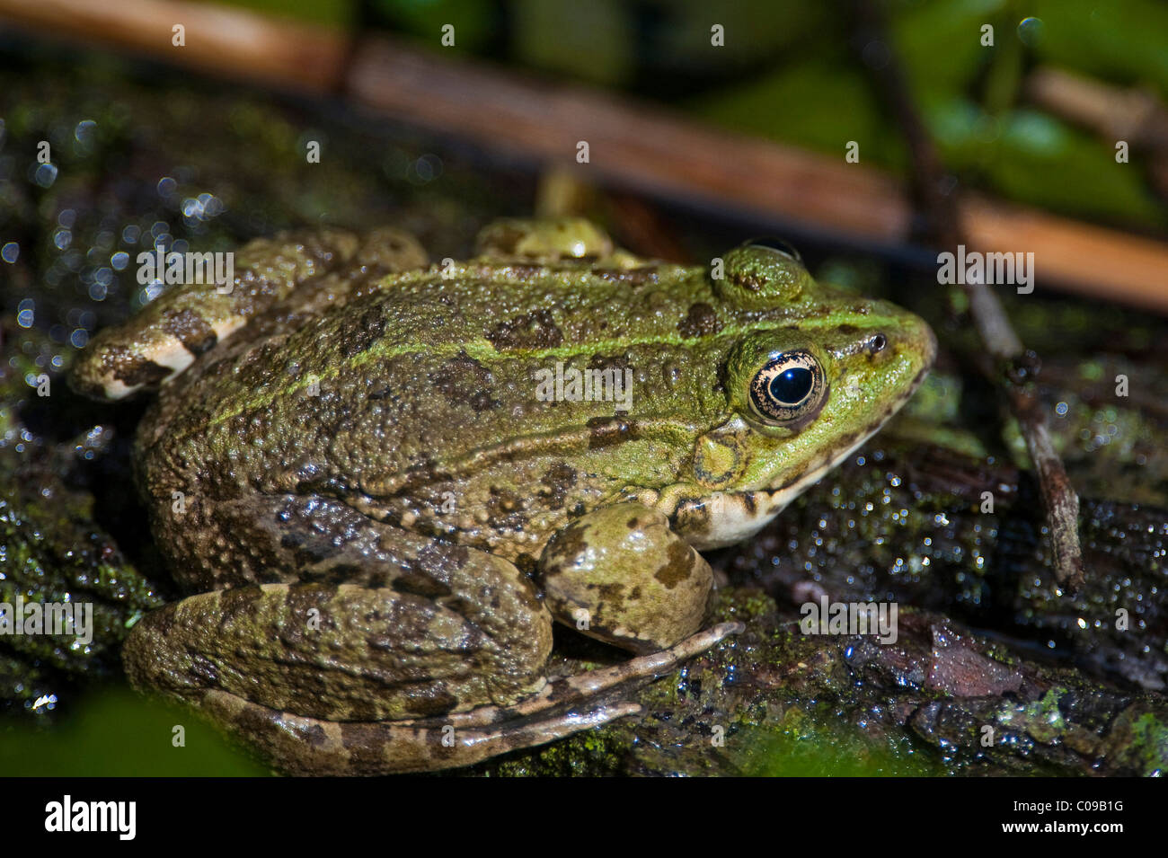 Rana di palude (Pelophylax ridibundus o Rana ridibunda), Parco Nazionale di Krka, aeibenik-Knin, Croazia, Europa Foto Stock