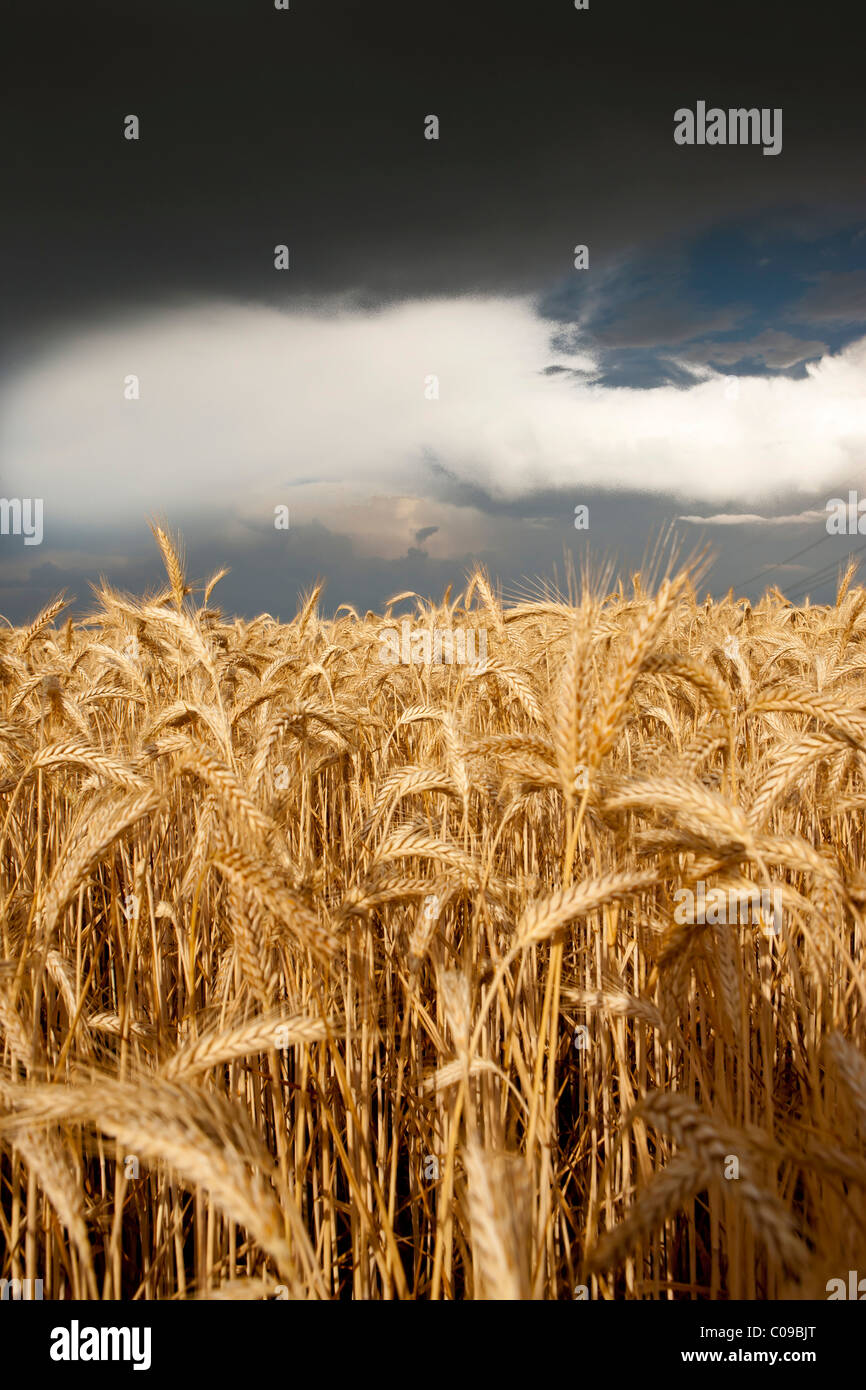 Spesse nuvole temporalesche raccolta su un campo di segala, Baviera, Germania, Europa Foto Stock