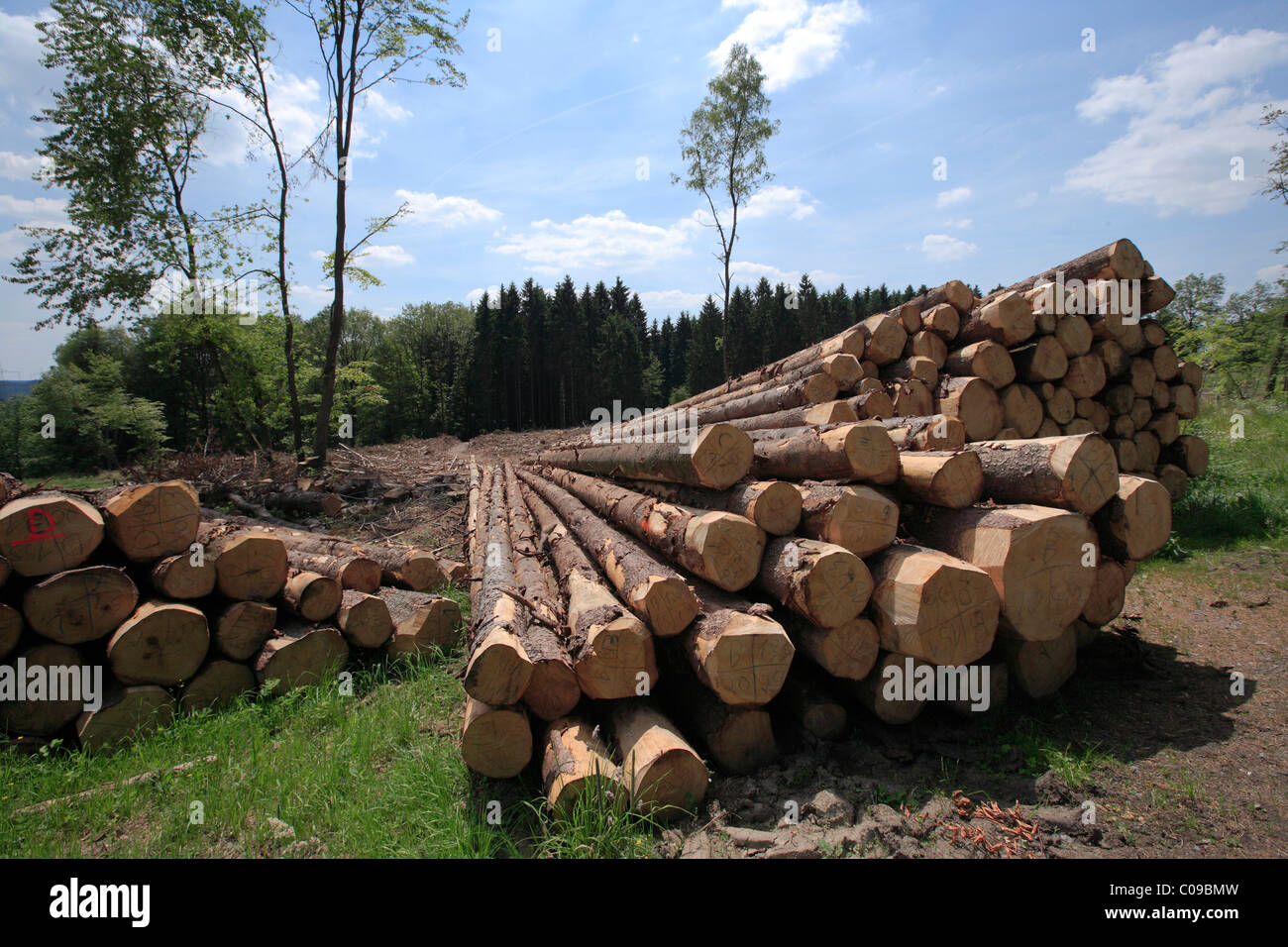 La raccolta di legname, legname, abeti rossi giacente sulla strada, cancellata area dietro, Wipperfuerth, Renania settentrionale-Vestfalia, Germania, Europa Foto Stock