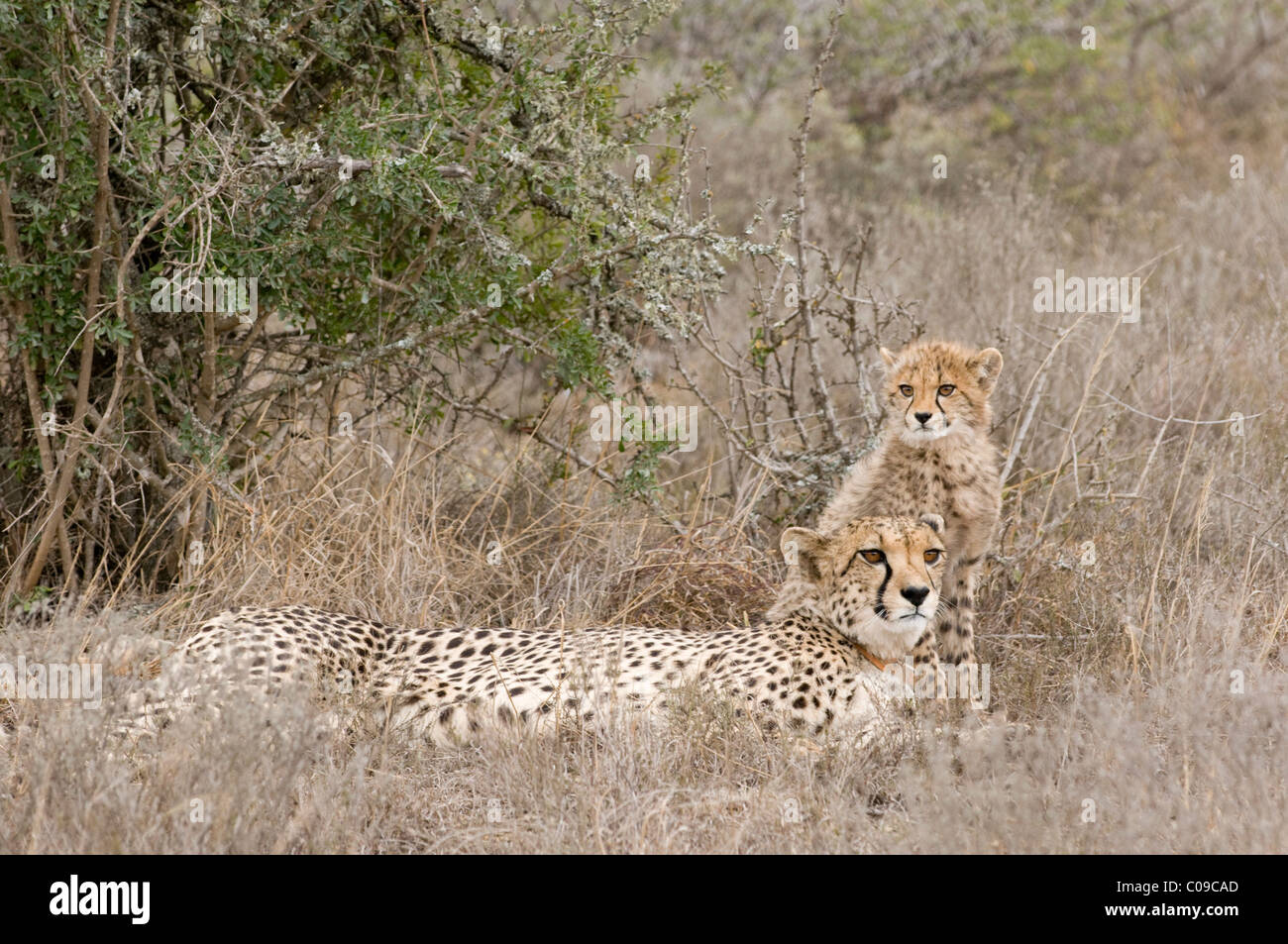 Cheetah con cub, Kwandwe Game Reserve, Capo orientale, Sud Africa Foto Stock