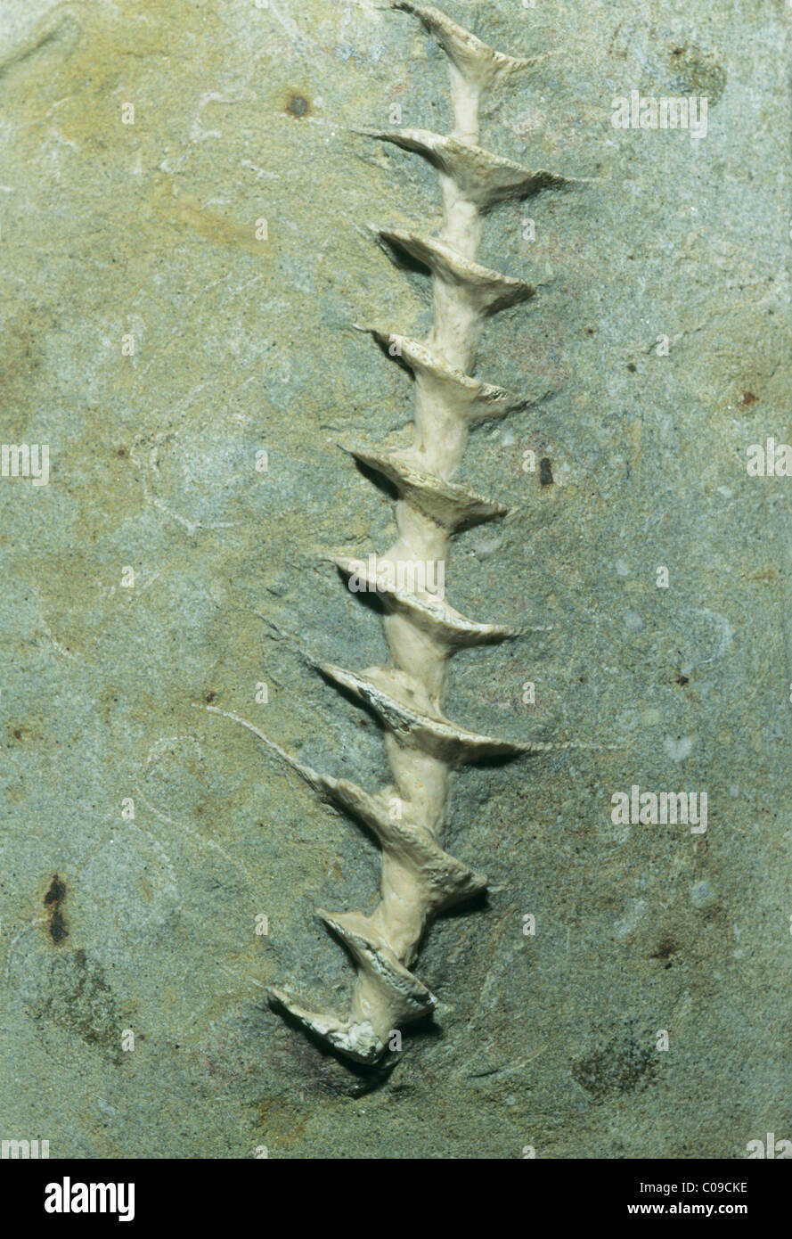 Bryozoan fossili, (Archimede wortheni), Carbonifero, Kansas. Foto Stock