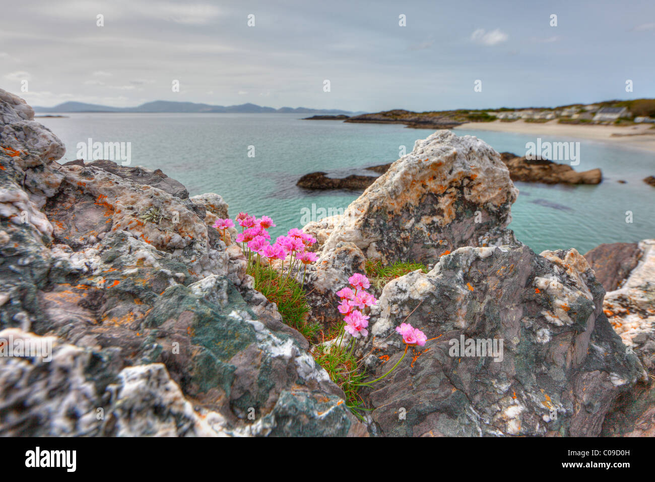 La parsimonia del mare (Armeria maritima), Ring of Kerry County Kerry, Irlanda Isole britanniche, Europa Foto Stock