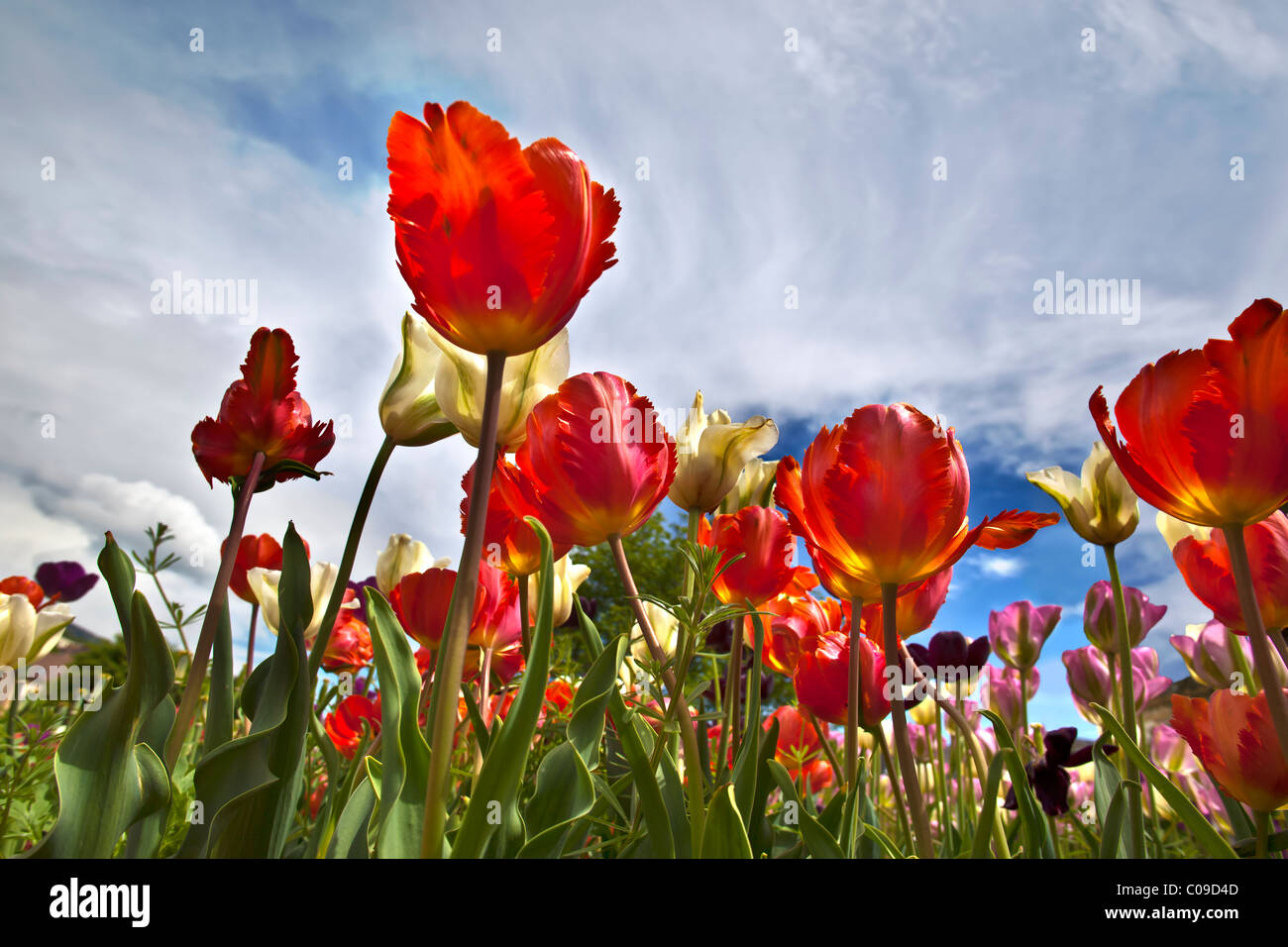 Close up red tulip tulipani in fiore nel giardino. Charles Lupica Foto Stock