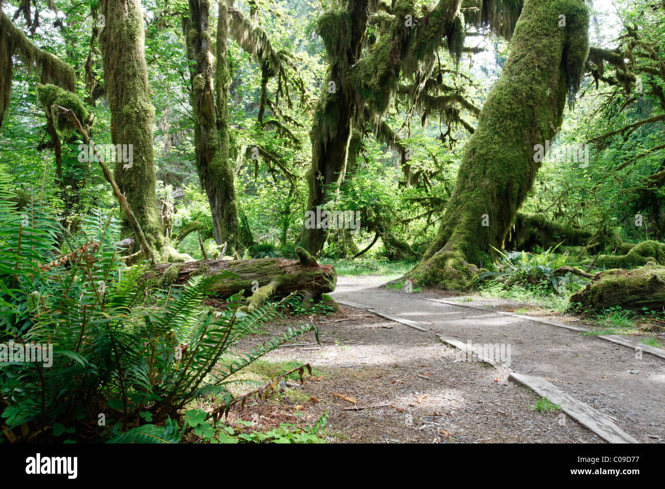 Hoh Rain Forest, il Parco Nazionale di Olympic, Washington, Stati Uniti d'America Foto Stock