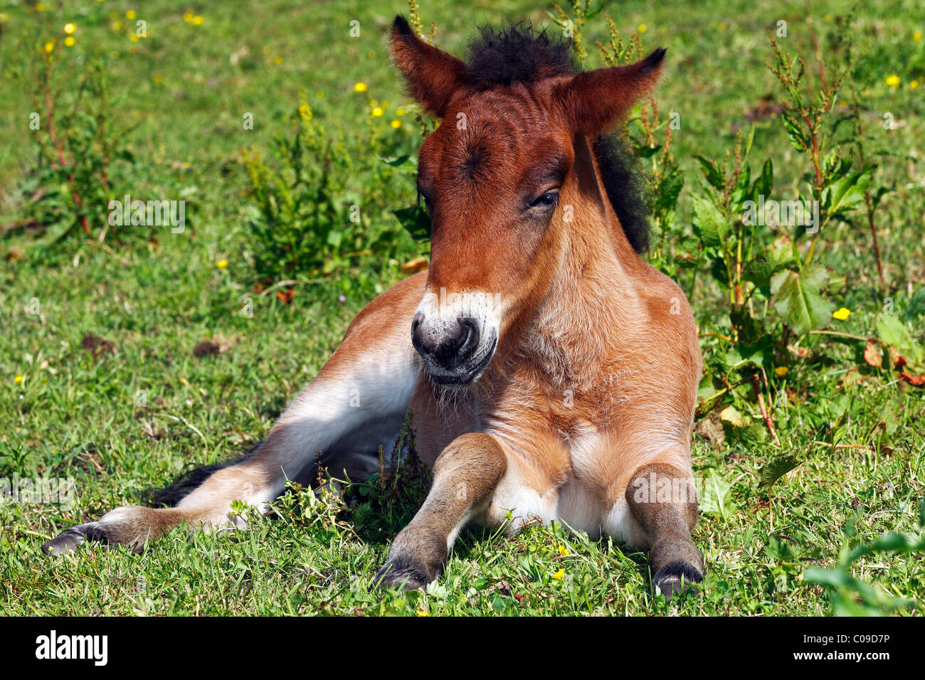 Giovane puledro, islandese cavallo, pony islandese (Equus przewalskii f. caballus) Foto Stock