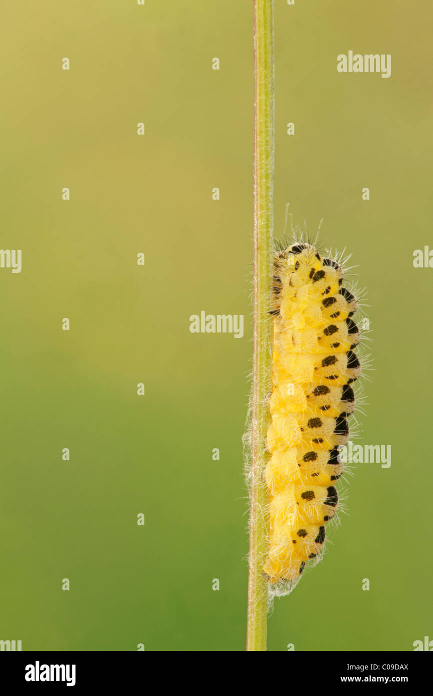 Bird's-piede (trifoglio Lotus corniculatus), Caterpillar Foto Stock
