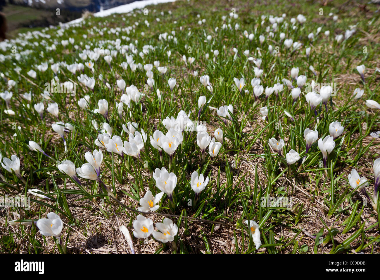 Un campo di crocus vernus albiflorus Iridaceae fiori selvatici che crescono in un prato alpino in Svizzera. Charles Lupica Foto Stock