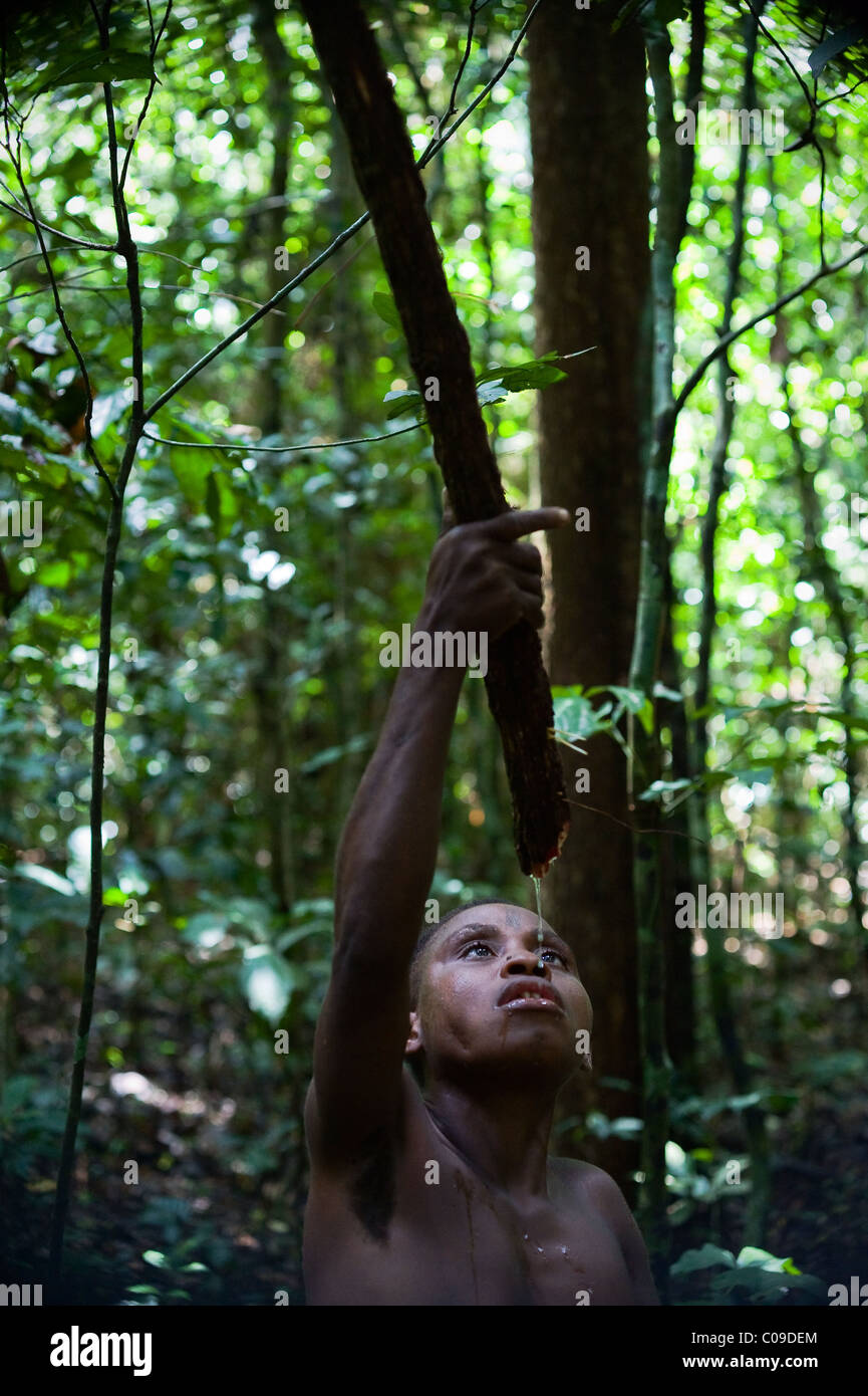 La donna le bevande pigmeo di acqua da una liana. Foto Stock