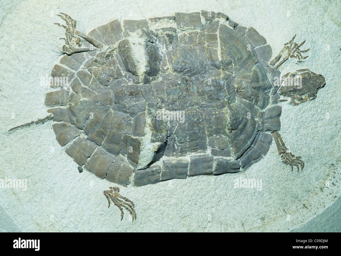 Tartaruga, fossili (Echmatemys), Eocene, Green River, Wyoming. Foto Stock