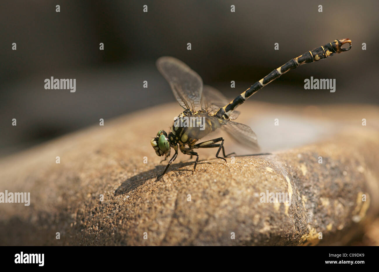 Green-eyed Hook-tailed Dragonfly (Onychogomphus forcipatus) Foto Stock