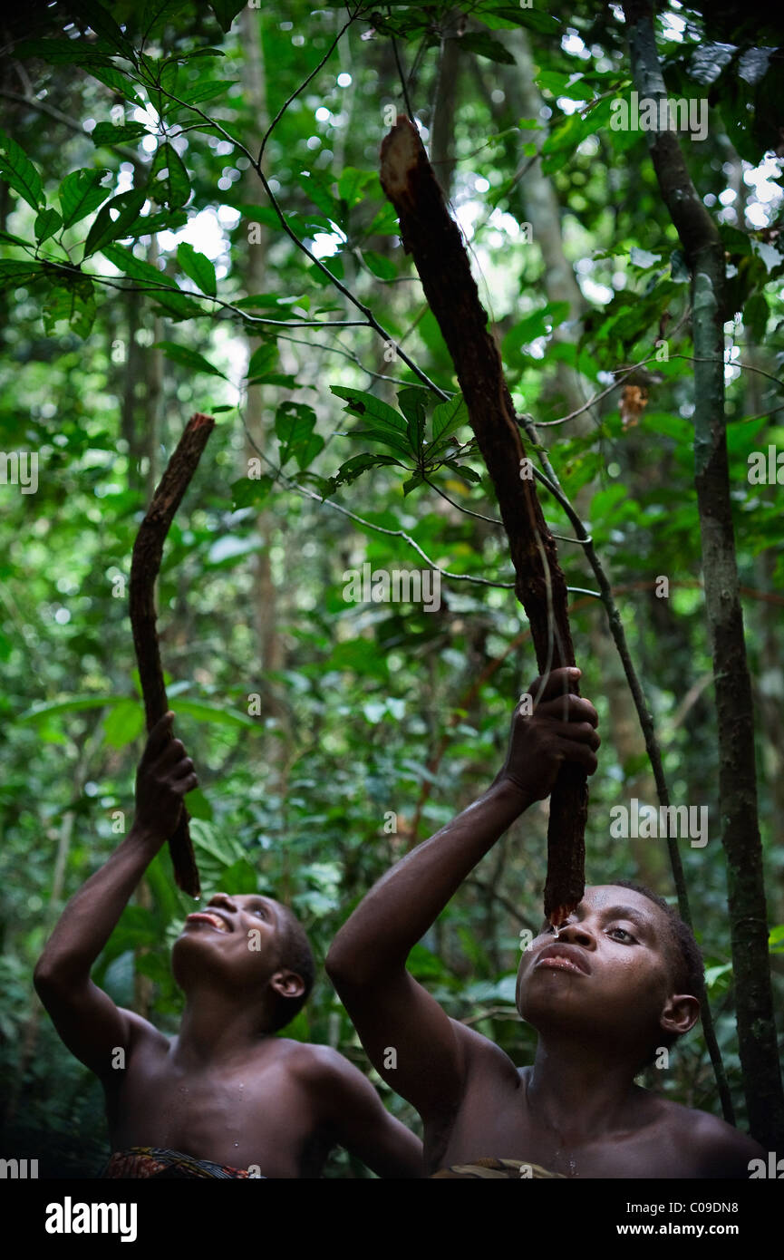 Le donne le bevande pigmeo di acqua da una liana. Foto Stock
