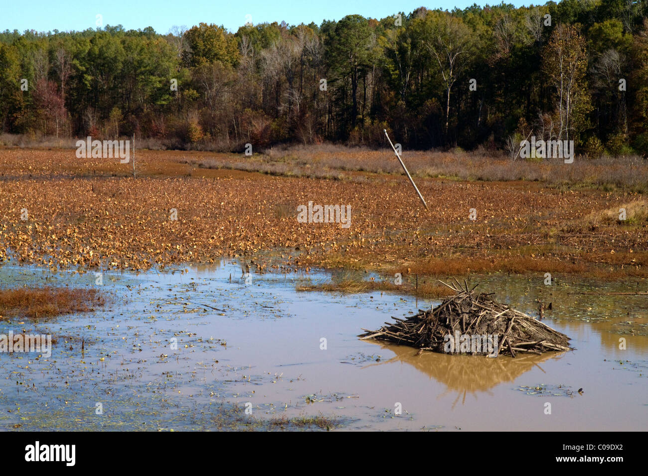 Beaver lodge in una palude lungo il fiume Tombigbee a nord di Tupelo Mississippi, Stati Uniti d'America. Foto Stock