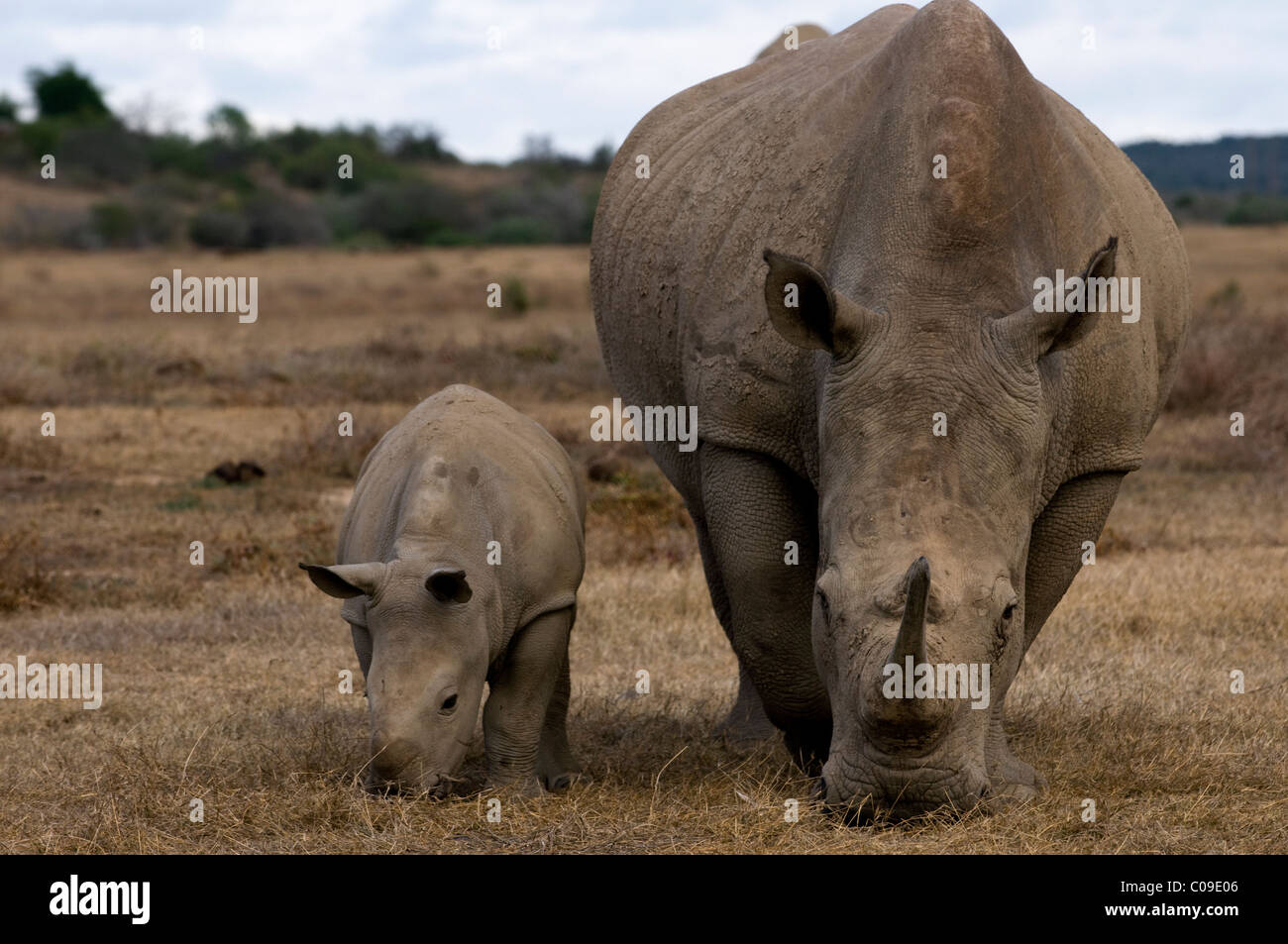 Femmina bianca Rhino e di vitello, Kwandwe Game Reserve, Capo orientale, Sud Africa Foto Stock