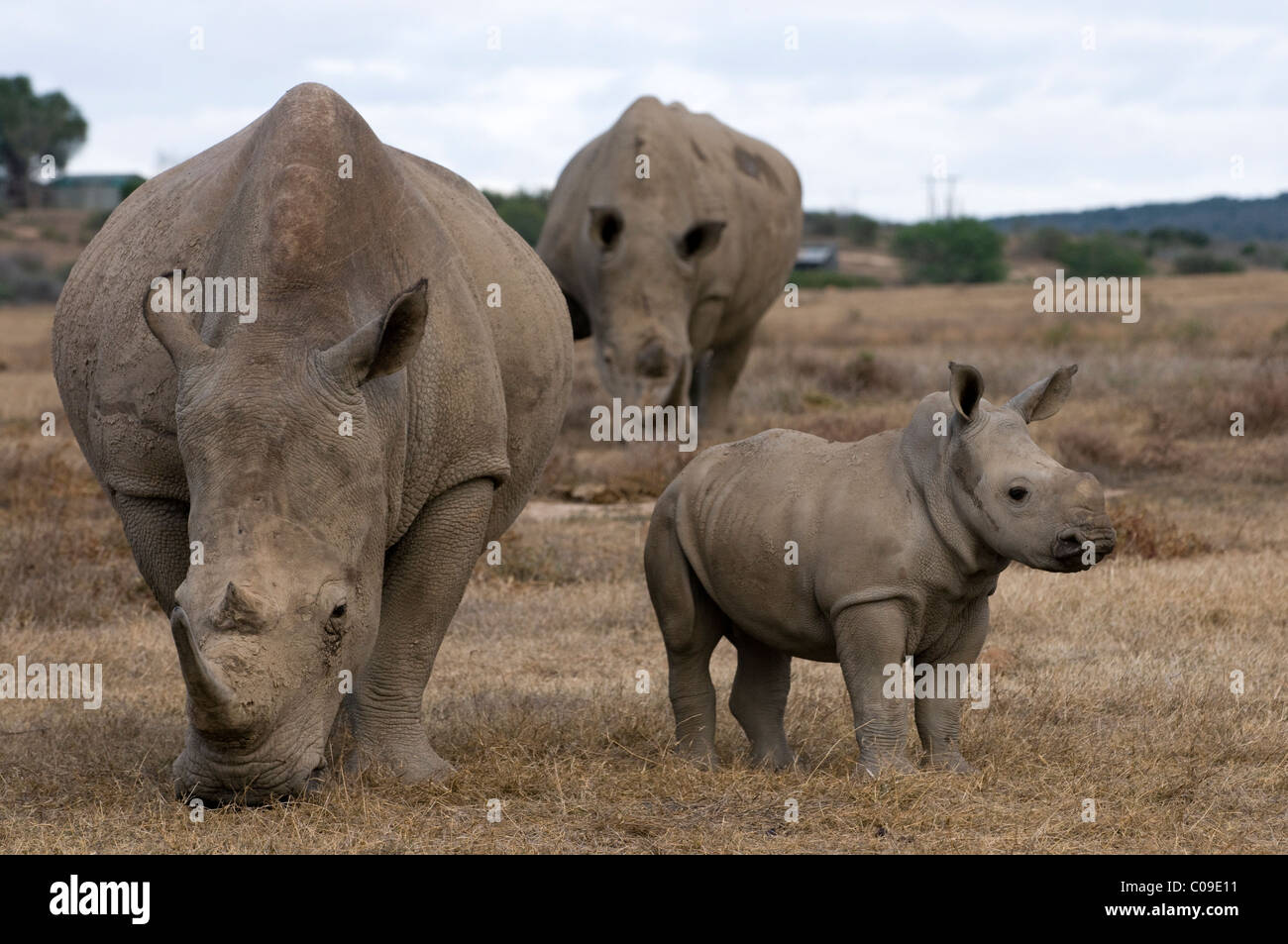 Il rinoceronte bianco e del polpaccio, Kwandwe Game Reserve, Capo orientale, Sud Africa Foto Stock