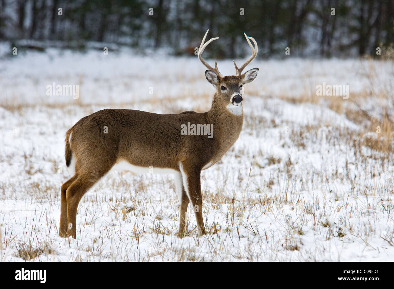 White-Tailed Deer Buck in Cades Cove nel Great Smokey Mountains National Park, Tennessee Foto Stock