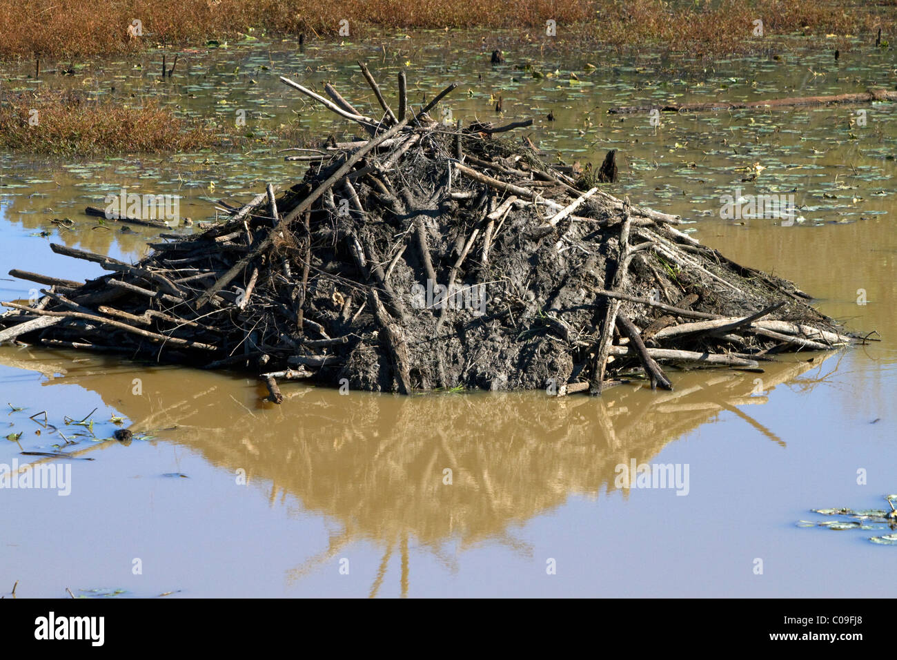 Beaver lodge in una palude lungo il fiume Tombigbee a nord di Tupelo Mississippi, Stati Uniti d'America. Foto Stock