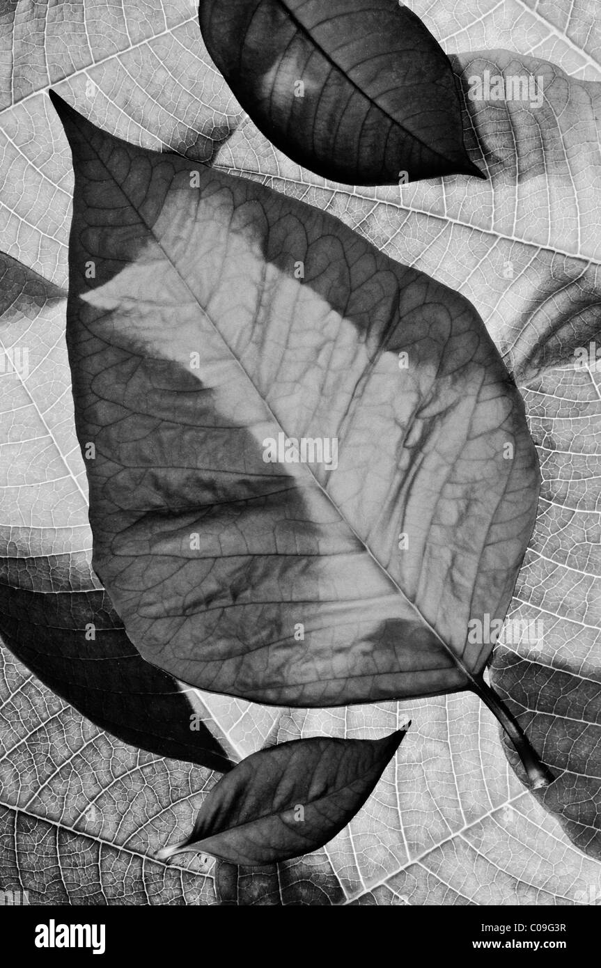 Foto in bianco e nero di foglie Poinsettia Foto Stock