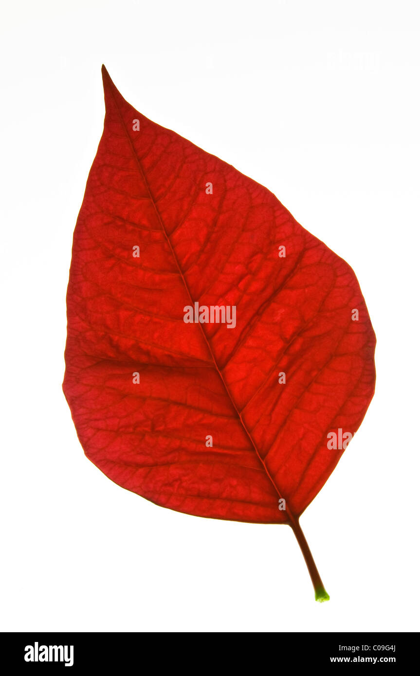 Poinsettia retroilluminato foglie su sfondo bianco Foto Stock