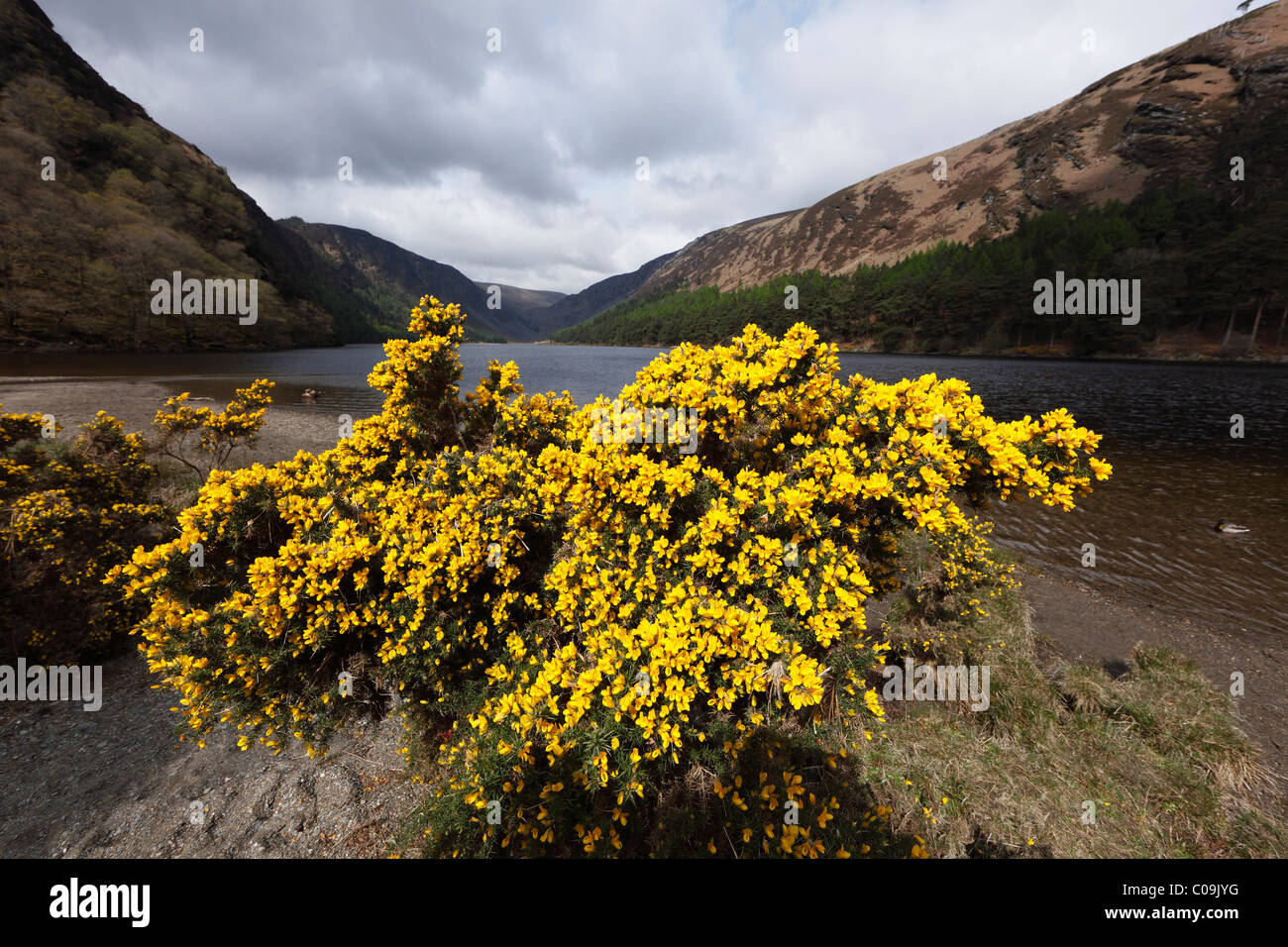 Furze o comune (gorse Ulex Europaeus), Lago Superiore, vale di Glendalough, montagne, County , Repubblica di Irlanda, Isole britanniche Foto Stock