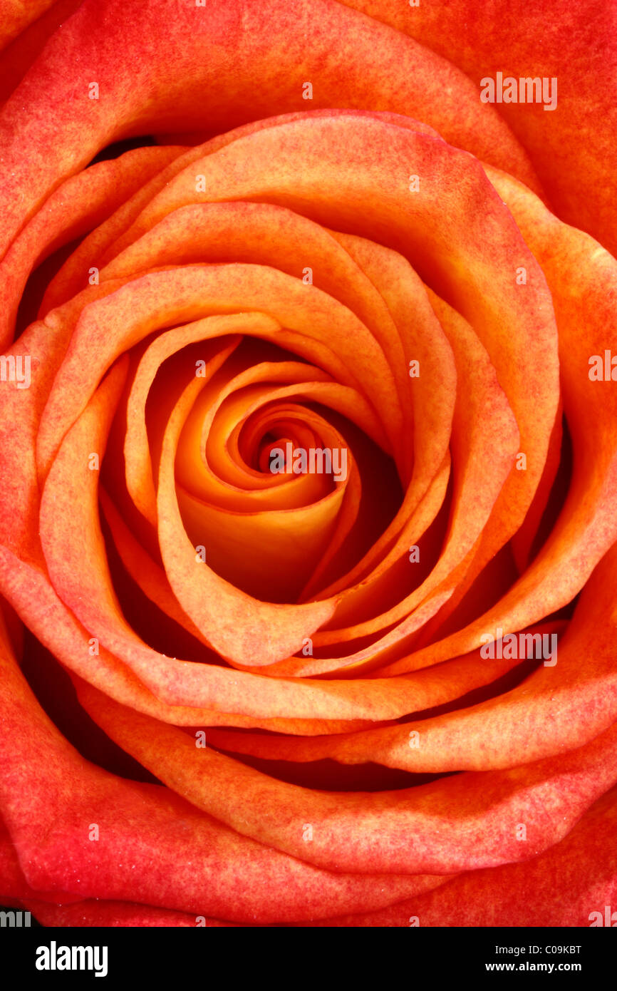 Close-up di un rosso-rosa gialla Foto Stock