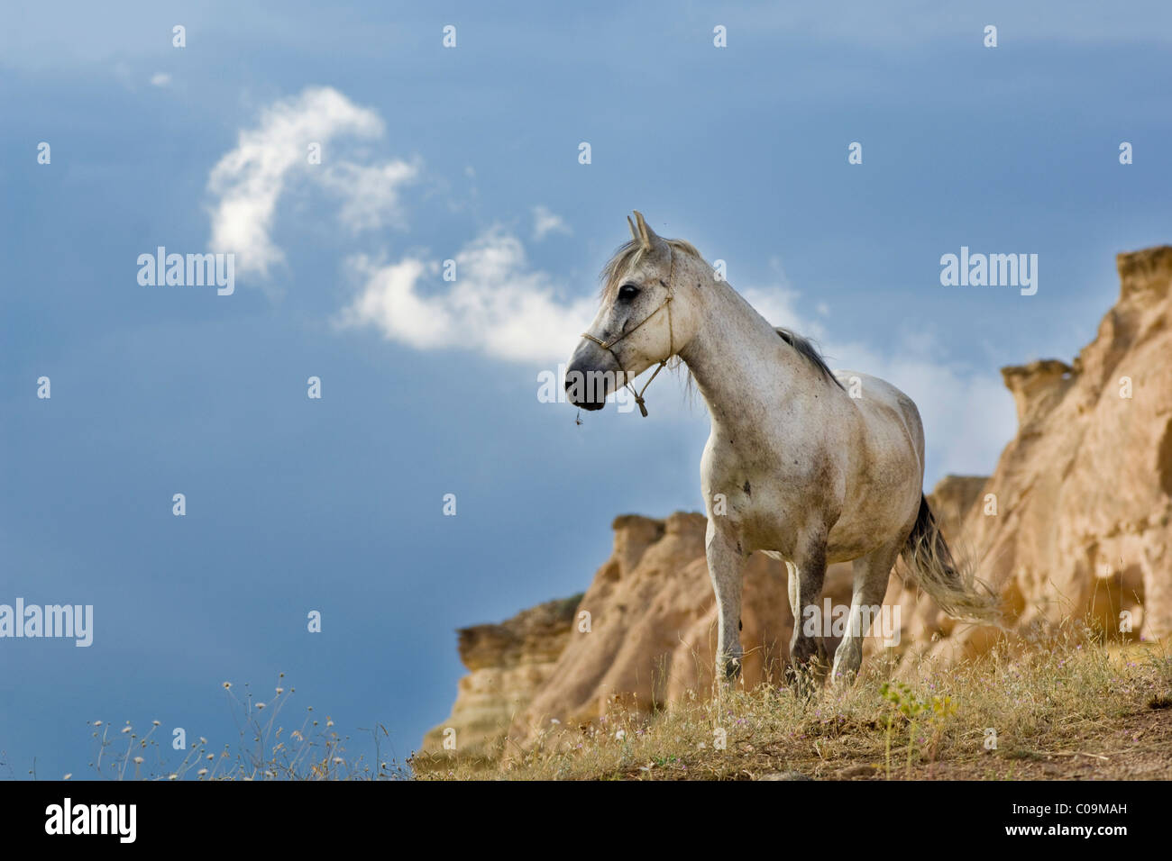 Il cavallo in atmosfera tempestoso nella parte anteriore del paesaggio di tufo, Cappadocia, Anatolia centrale, Turchia, Asia Foto Stock
