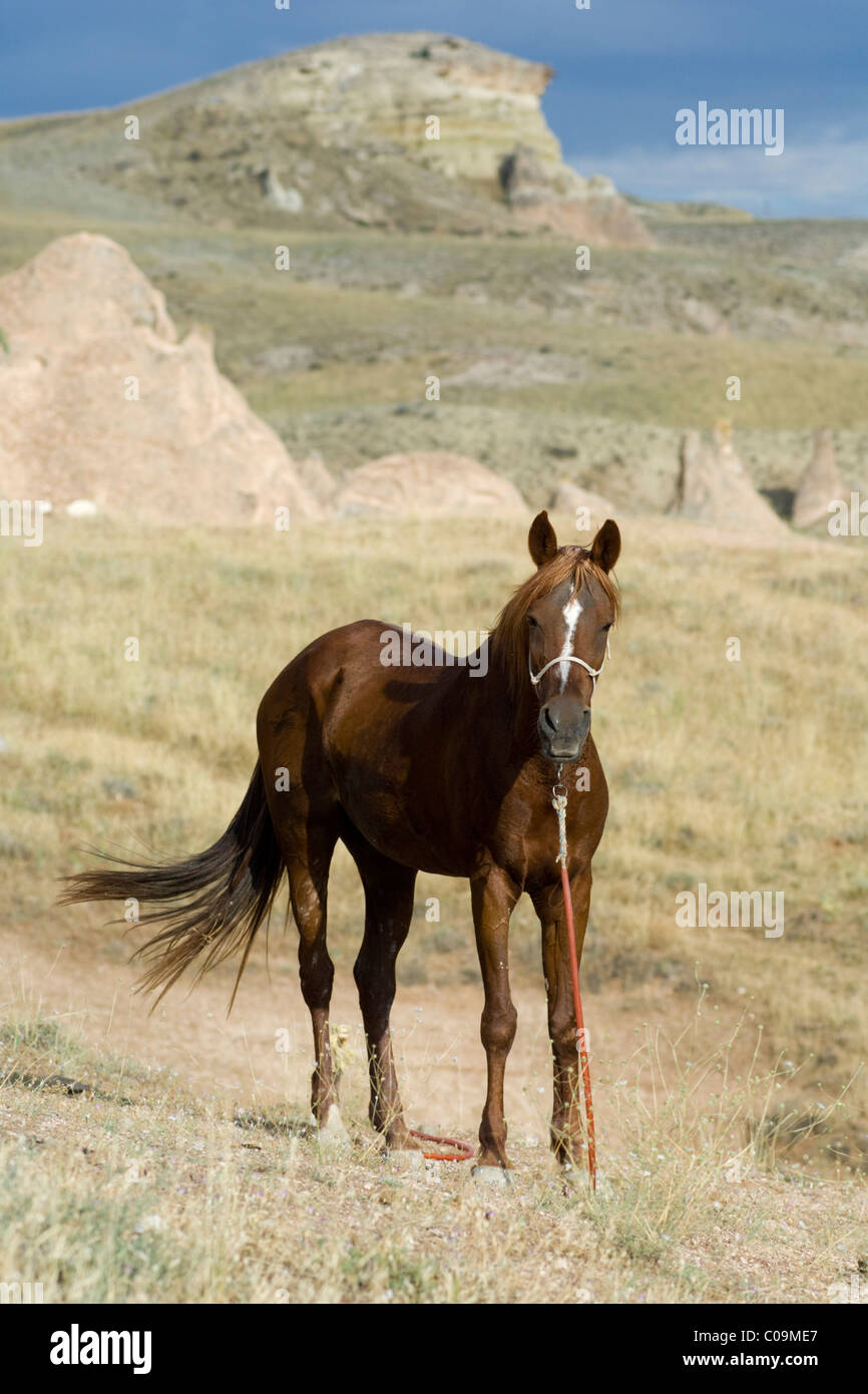 Arabian nella parte anteriore del paesaggio di tufo, Cappadocia, Anatolia centrale, Turchia, Asia Foto Stock
