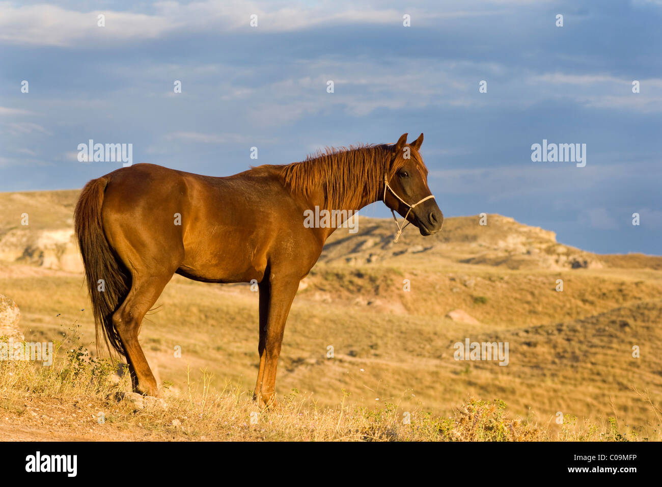 Arabian nella parte anteriore del paesaggio di tufo, Cappadocia, Anatolia centrale, Turchia, Asia Foto Stock