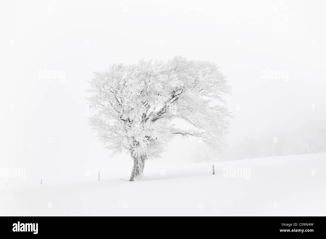 Coperte di neve il faggio, Schauinsland mountain, Foresta Nera meridionale, Baden-Wuerttemberg, Germania, Europa Foto Stock