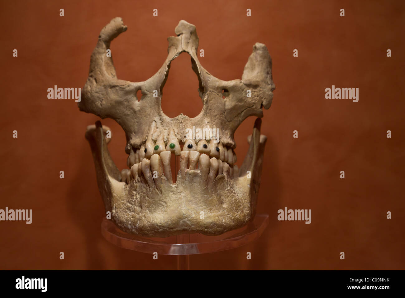 Cranio umano con modifica dentale trovato presso la vista Toltec di Cacaxtla nel Messico centrale, Museo Nacional de Antropologia. Foto Stock