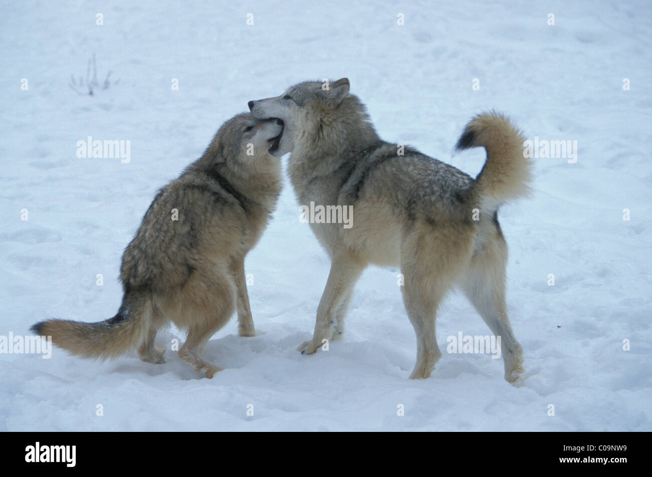 Il Lupo (Canis lupus) nella neve Foto Stock