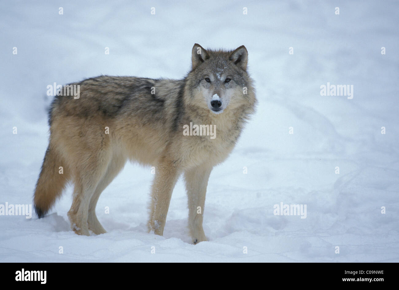 Lupo (Canis lupus) nella neve Foto Stock