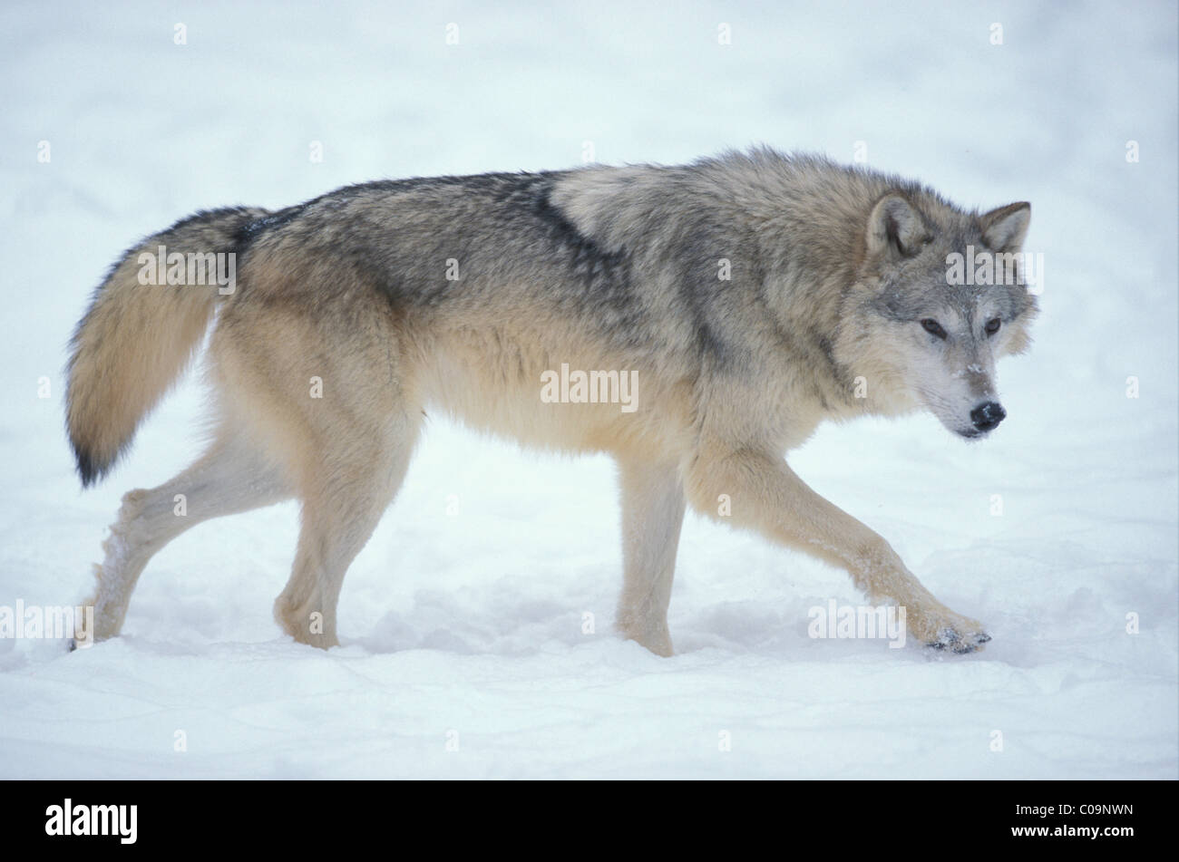 Lupo (Canis lupus), animale adulto nella neve, Montana, USA, America del Nord Foto Stock
