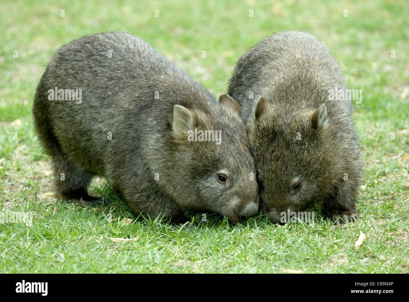 Wombats comune (Vombatus ursinus), gli animali adulti, alimentazione, Australia Foto Stock