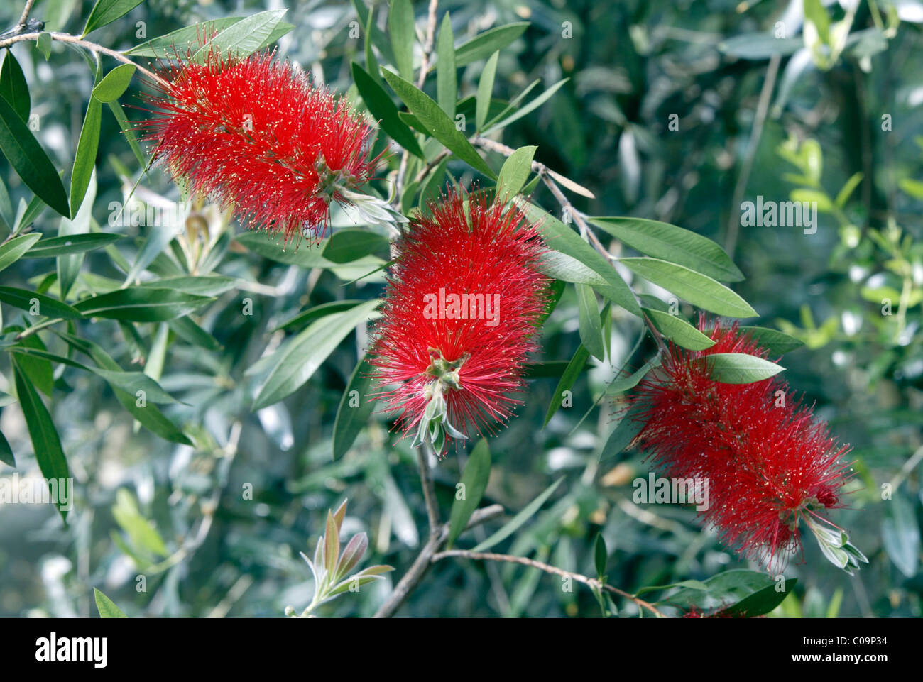 Crimson scovolino da bottiglia (Callistemon citrinus), Australia Foto Stock