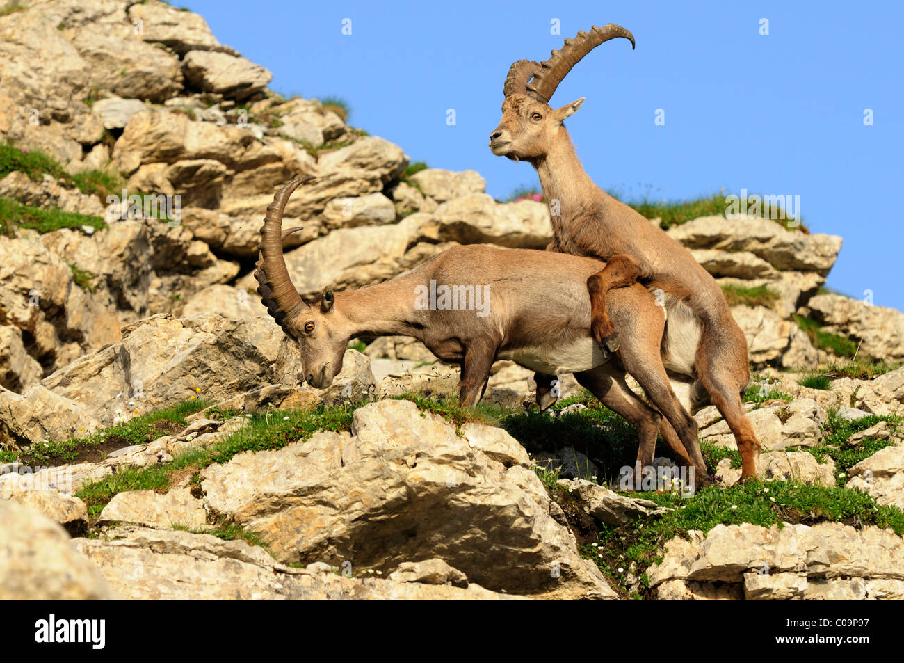 Giocoso tentativo di accoppiamento di stambecco (Capra ibex) Foto Stock