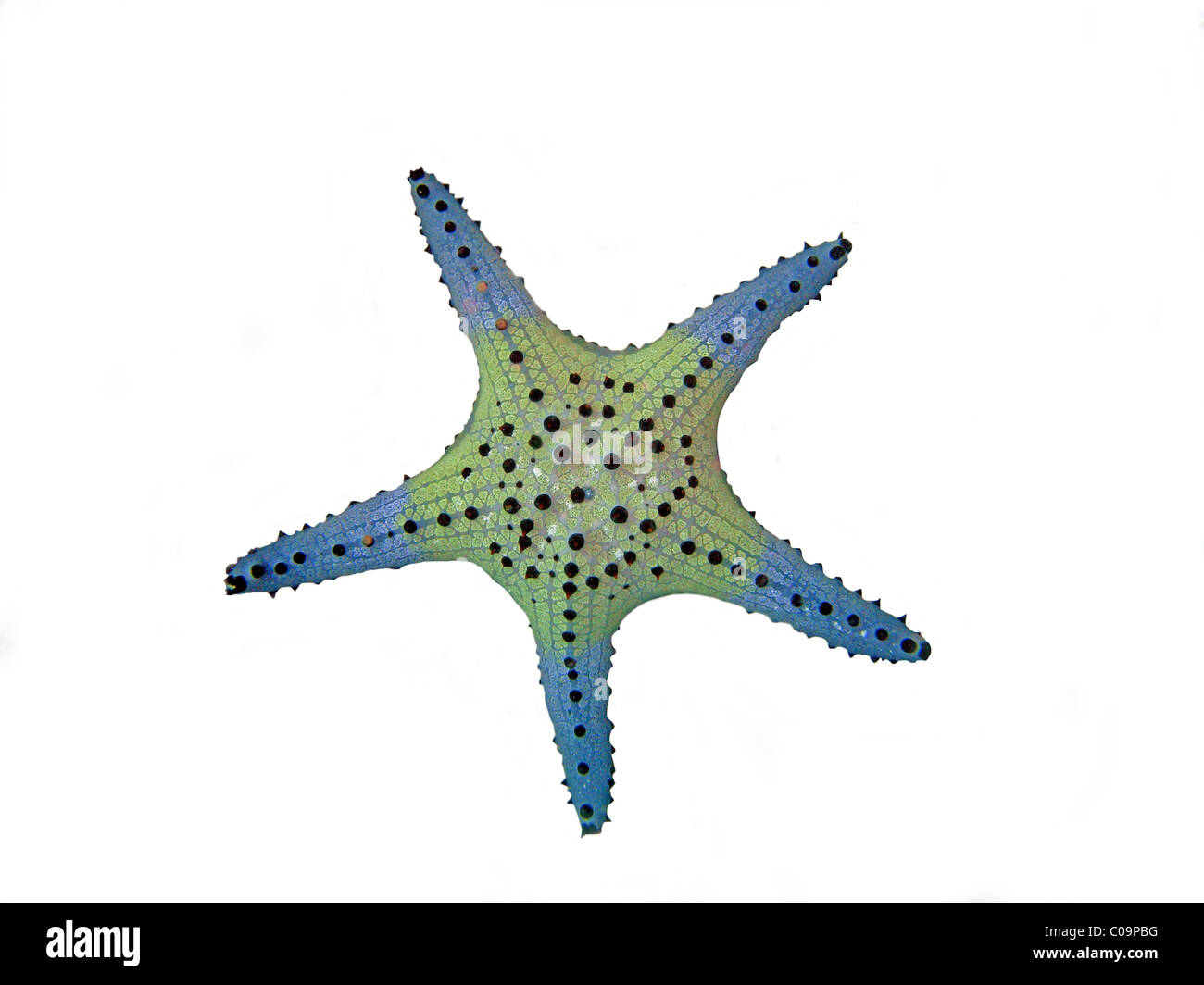 Stella di mare (Protoreaster nodosus) Foto Stock
