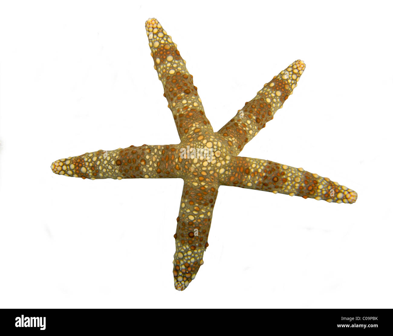 Di spessore di pelle chiara stella di mare (Echinaster callosus) Foto Stock