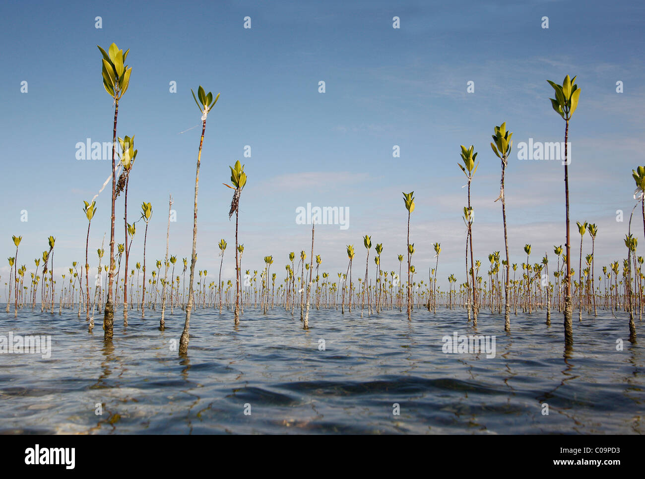 Mangrove riforestazione piantando mangrovie, la foresta di mangrovie di un anno di età, Bohol, Visayas, Filippine, Sud-est asiatico, in Asia Foto Stock