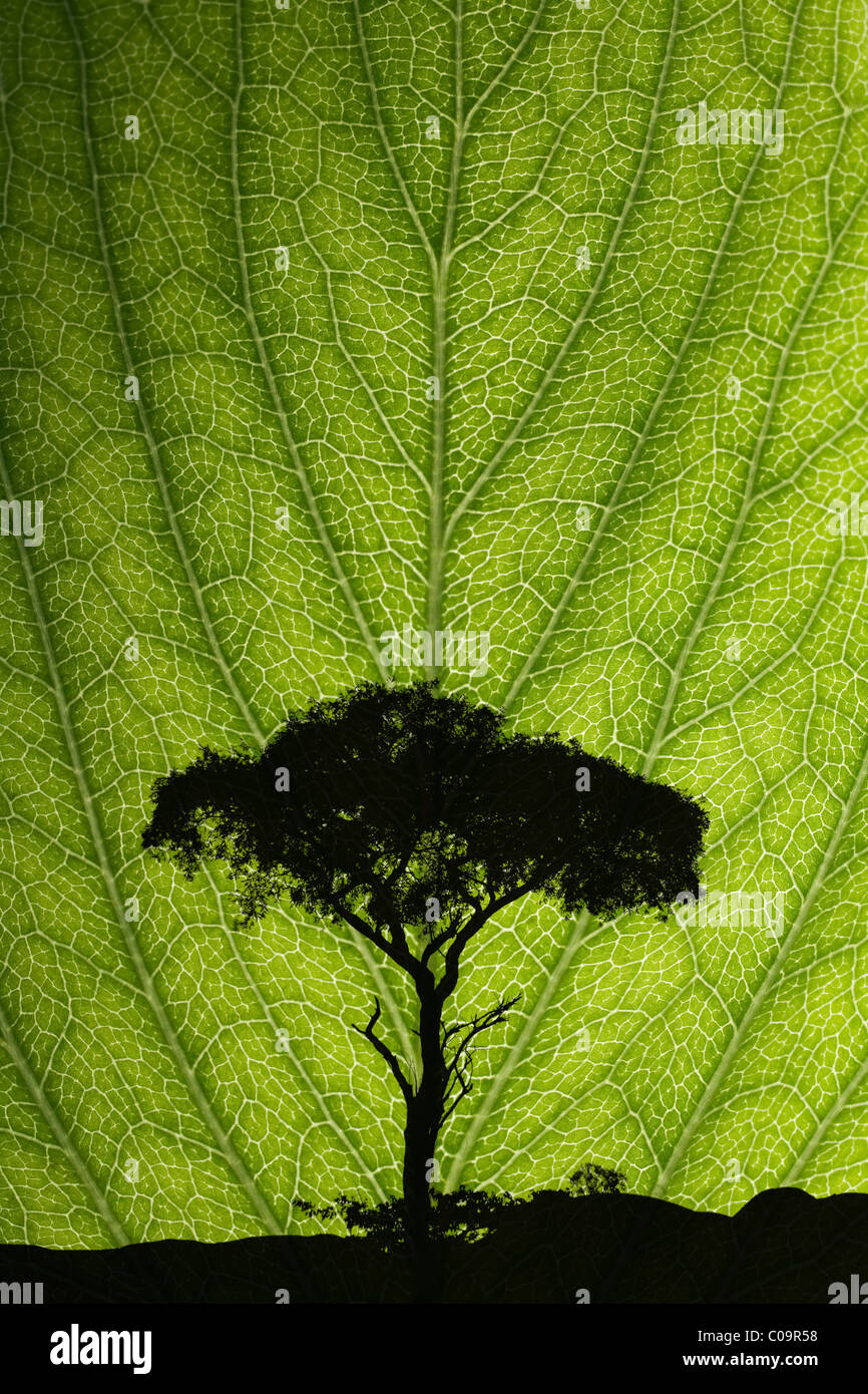 Albero a foglia, FOTO MONTAGE Foto Stock