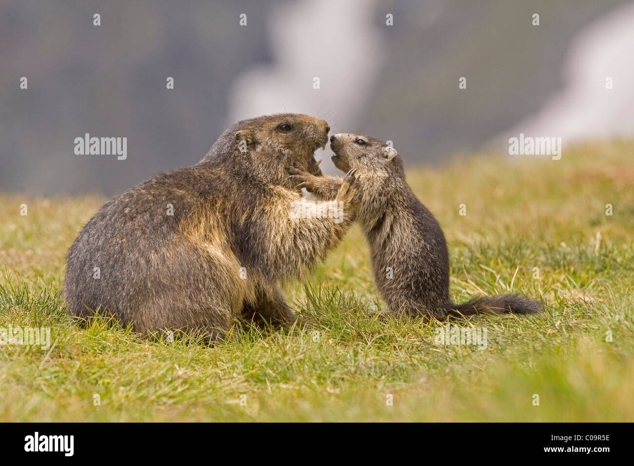 Alpine marmotta (Marmota marmota) con i giovani Foto Stock